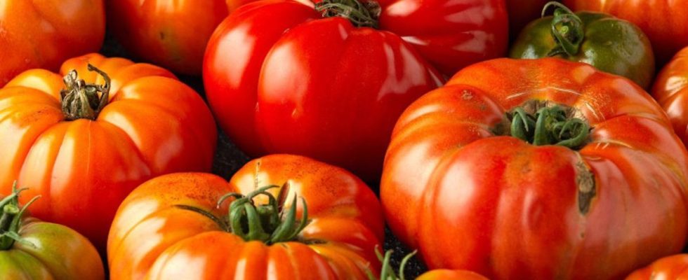 Each variety of tomato has its own recipe