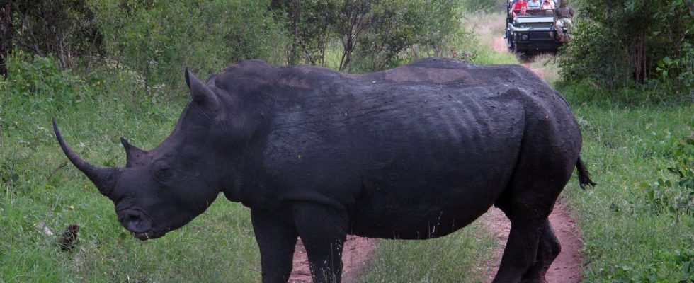 Fewer rhinos are being shot – because of poaching