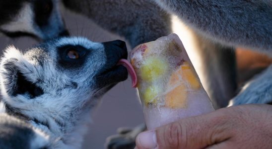 Frozen food cools animals in hot Greece