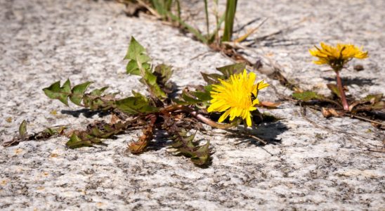 Get rid of weeds between tiles in a snap with