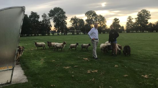 Grazing sheep replace lawnmower at football club When they are
