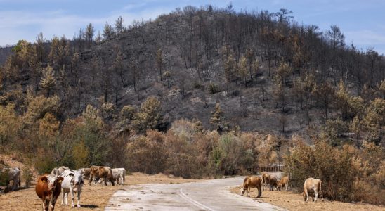 Greece At least 150000 hectares of vegetation burned in fires