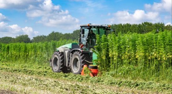 Hemp at home sustainable building materials grow on fields in