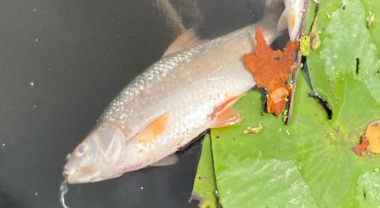 Hoogheemraadschap is taking measures to prevent new fish mortality