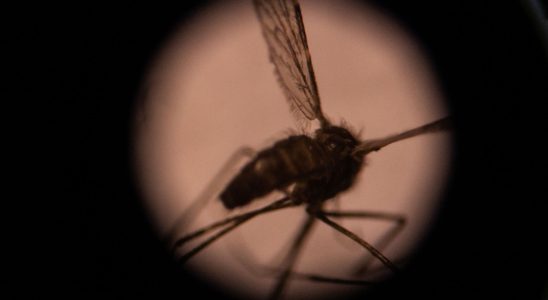 Malaria this discovery that could help fight the disease