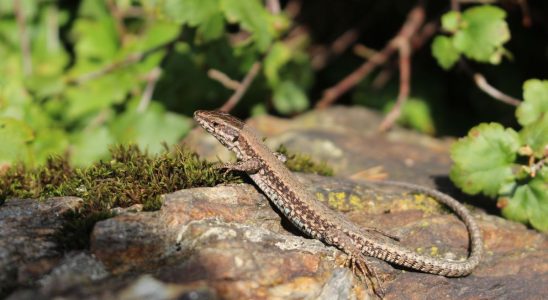 Osteoarthritis a treatment inspired by the tail of lizards The