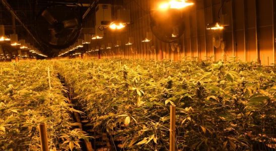 Police dismantle 100M marijuana grow op in Brantford