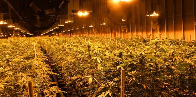 Police dismantle 100M marijuana grow op in Brantford