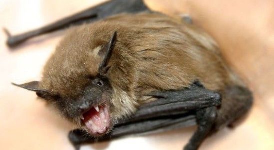 Rabid bat bites Southwestern Ontario resident Public health officials