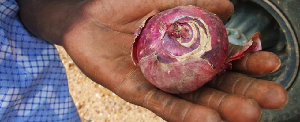 Senegal the onion rare and therefore expensive on the markets