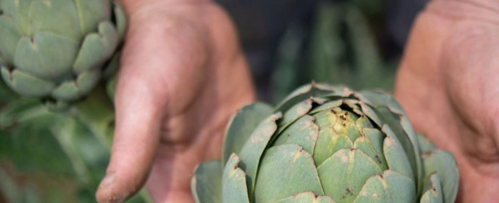 The artichoke a vegetable in danger in France