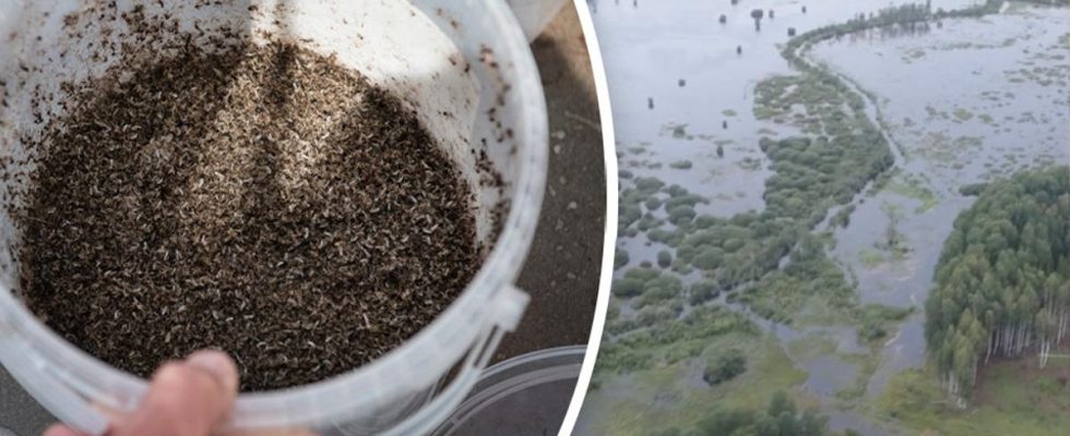 The mosquito problems in Dalalven Fear of new invasion