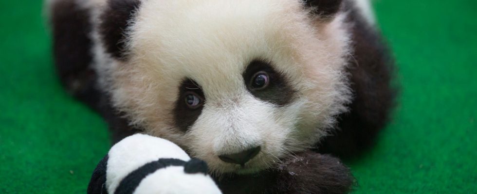 The panda siblings return home to China