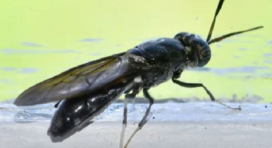 The phenomenon of black flies which worries Spain