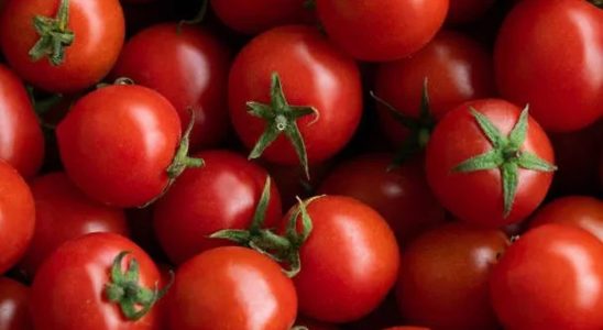 These cherry tomatoes are contaminated and they circulate throughout Europe