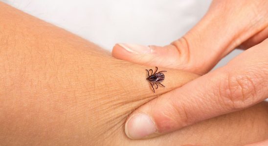 Tick ​​bite How to react When should we consult