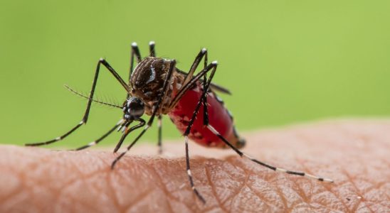Two indigenous cases of dengue detected near Marseille
