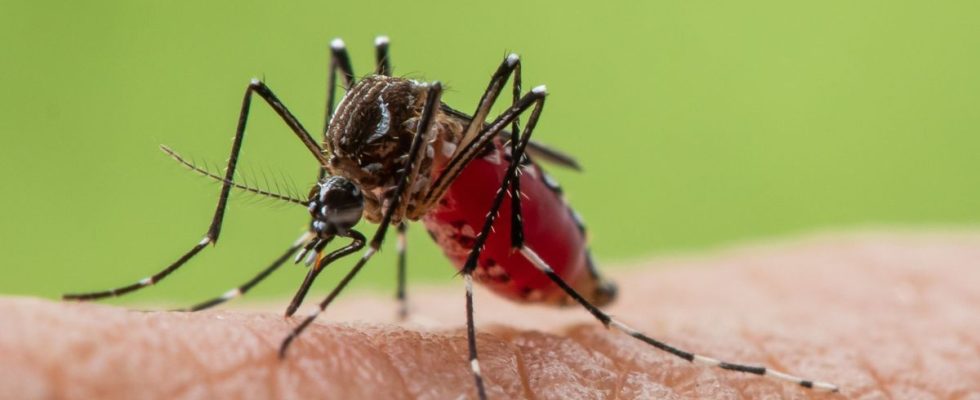 Two indigenous cases of dengue detected near Marseille