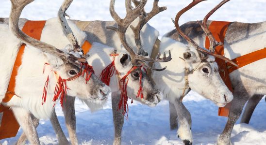 What is the story of Santas reindeer