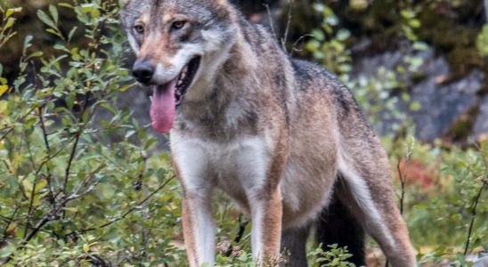 Wolf male shot in Tollsjo after sheep attack