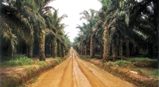 reforestation in Casamance with 50000 oil palm trees