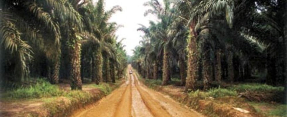 reforestation in Casamance with 50000 oil palm trees