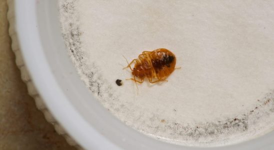 10 photos to recognize a bed bug with the naked