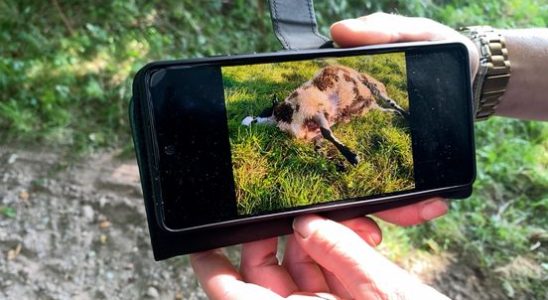 11 sheep dead in Driebergen farmer Hetty thinks she is