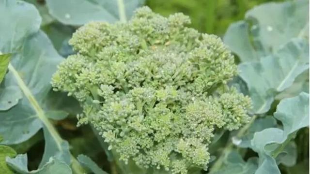 broccoli,