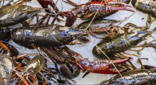 A first in Molenpolder in the fight against crayfish This