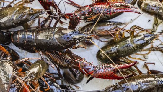 A first in Molenpolder in the fight against crayfish This
