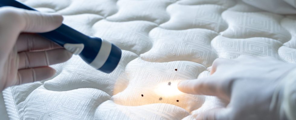 Afraid of bed bugs 3 expert truths that reassure