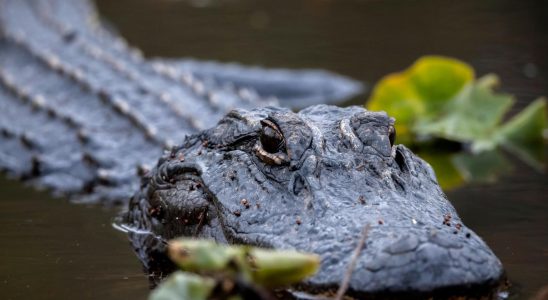 Alligator killed had corpse in gap