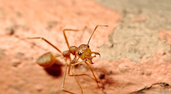 An invasion of these red ants is underway in Europe