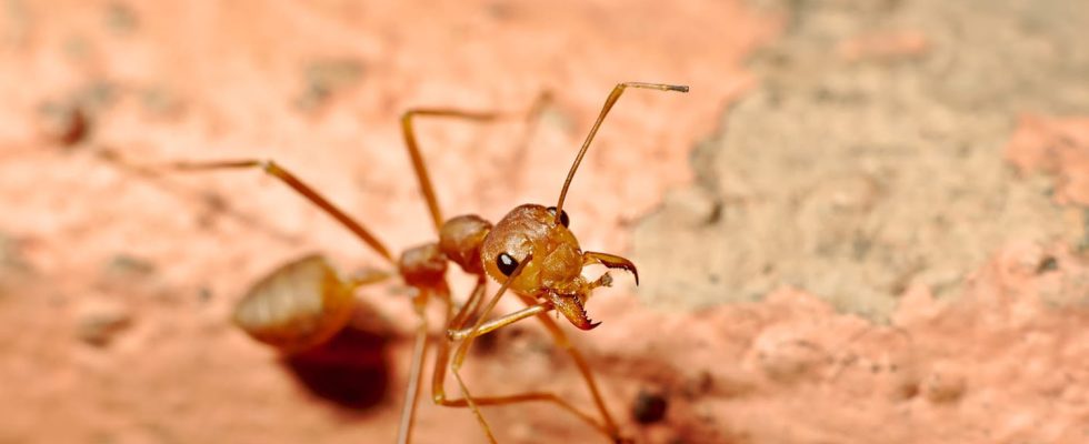An invasion of these red ants is underway in Europe