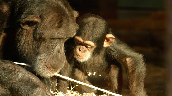 Are we more or less like chimpanzees than thought DierenPark