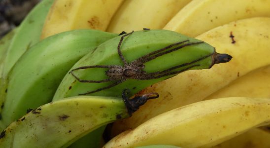 Banana spider size bite dangers in France