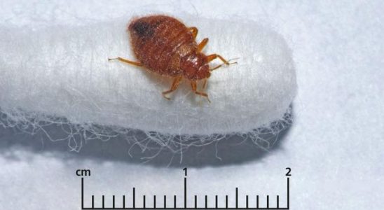 Bedbug infestation in Paris the capital of France Government intervention