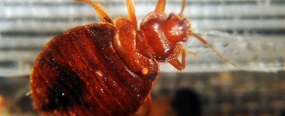 Bedbugs why they disappeared for decades… before making a comeback