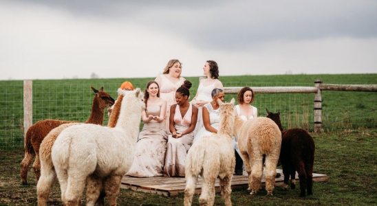 Brights Udderly Ridiculous invites you to Wreck the Dress