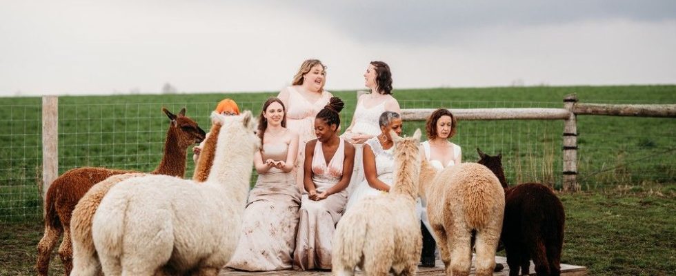Brights Udderly Ridiculous invites you to Wreck the Dress