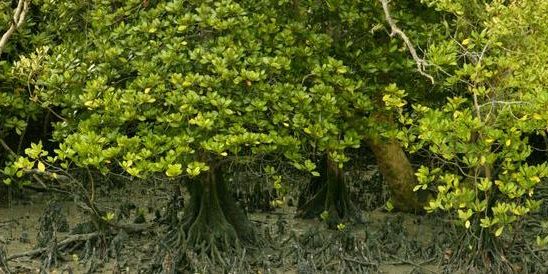 Climate Live Quadruple emissions of harvested mangroves