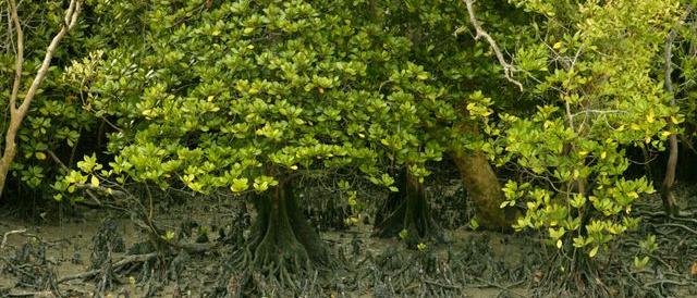 Climate Live Quadruple emissions of harvested mangroves