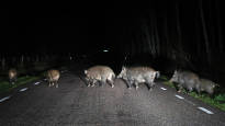 Dozens of hunters are looking for sick wild boars in