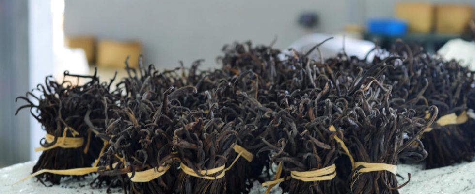 European regulation on nicotine residues Malagasy vanilla could be spared