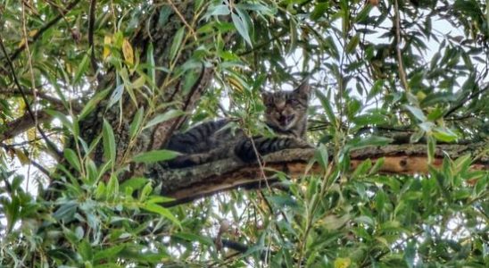 Experienced tree climber saves cat Ruby to loud applause Meow
