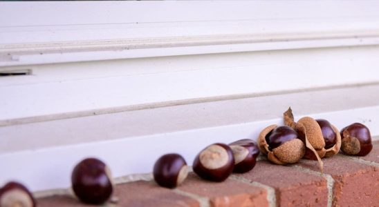 Farmers place chestnuts on their windowsill and they are right