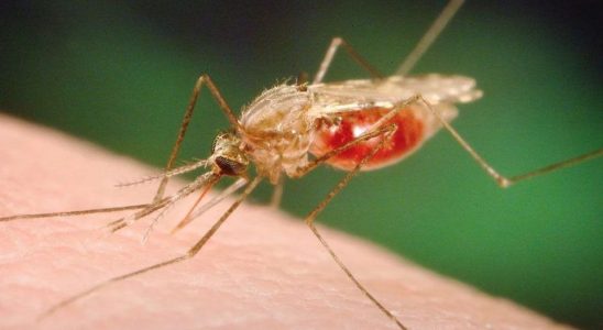 First human West Nile case this summer reported in London