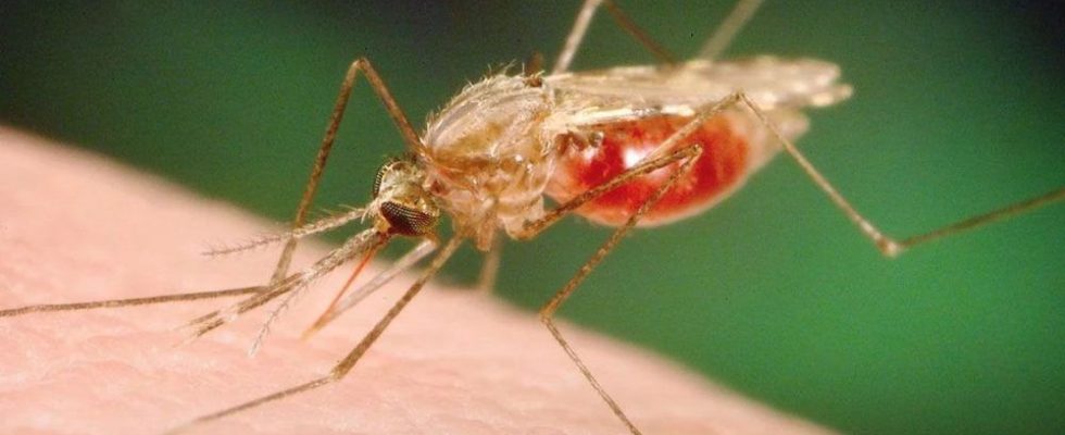 First human West Nile case this summer reported in London
