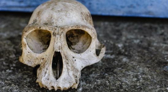 French customs discover vast trafficking in animal skulls from Africa